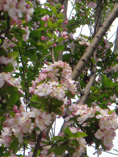 DSC00987
