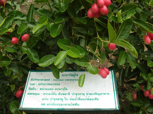 DSC00566